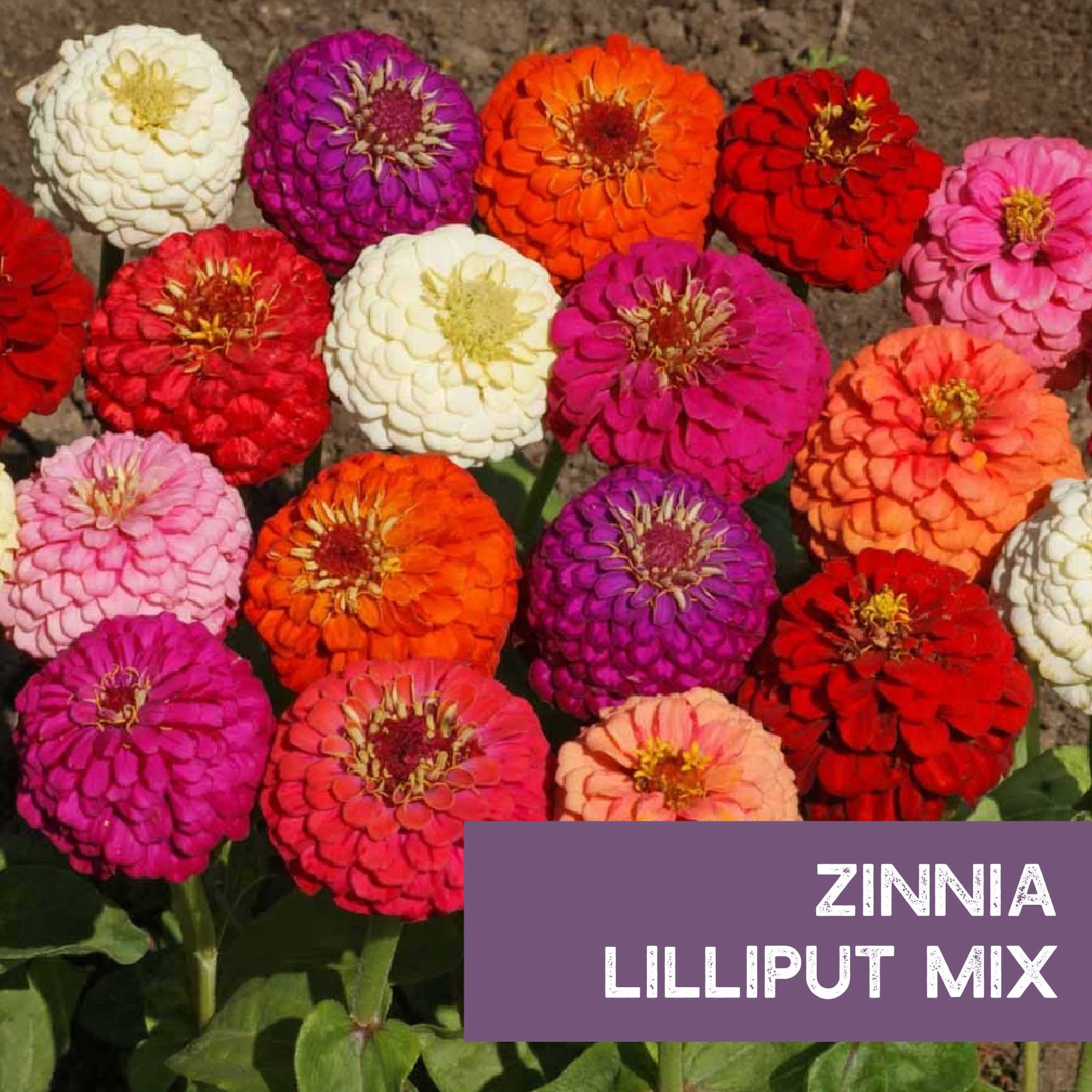 Mountain Valley Zinnia seed package with ~3,000 seeds