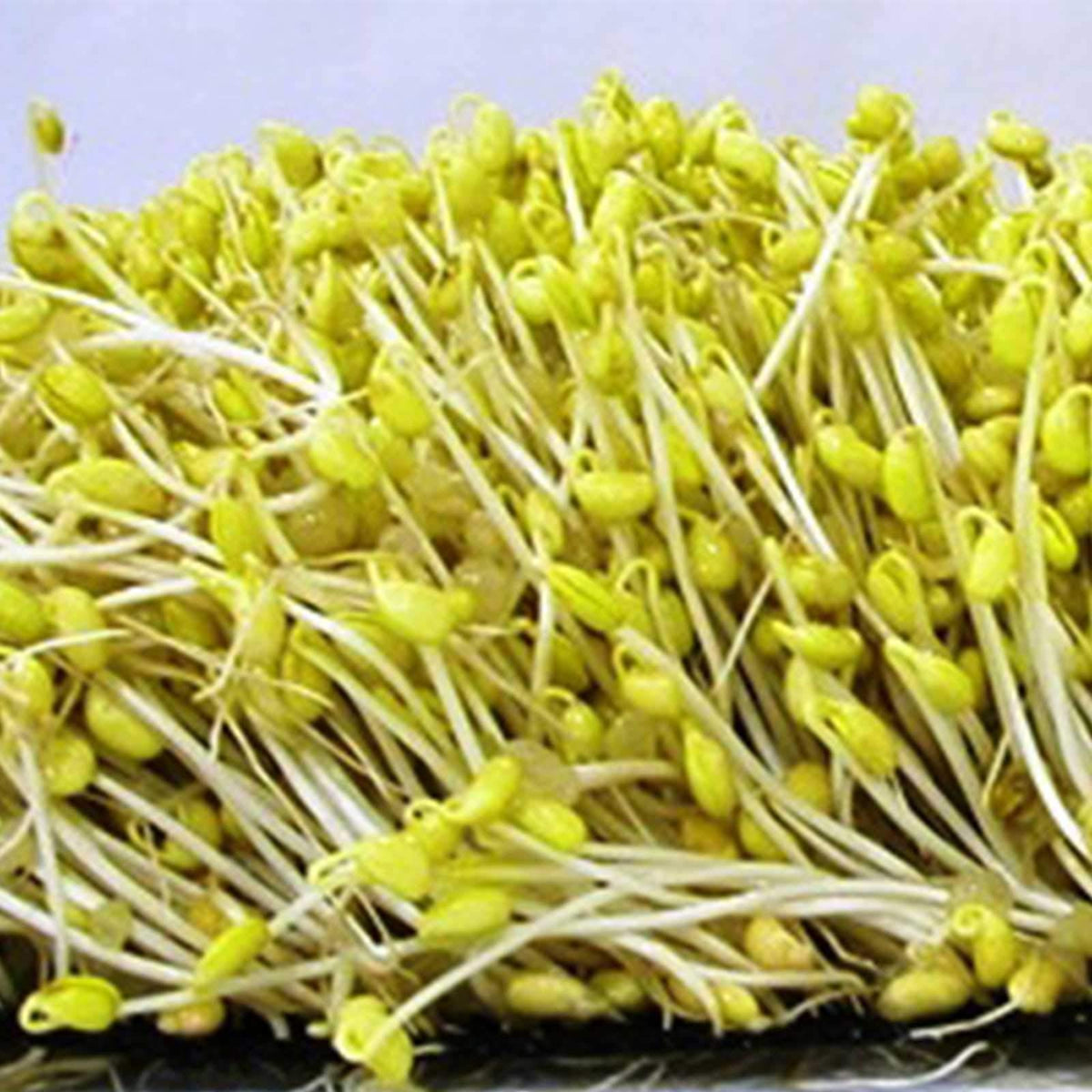 Mountain Valley Soybean Seeds in a 1lb package for sprouting and home gardening.