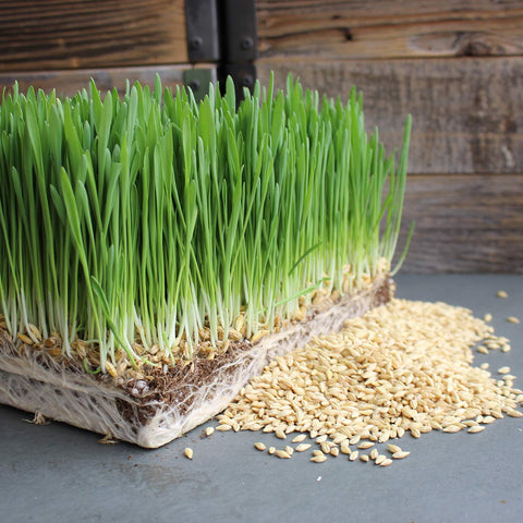 Mountain Valley soybeans for tofu and home-cooked plant-based meals.