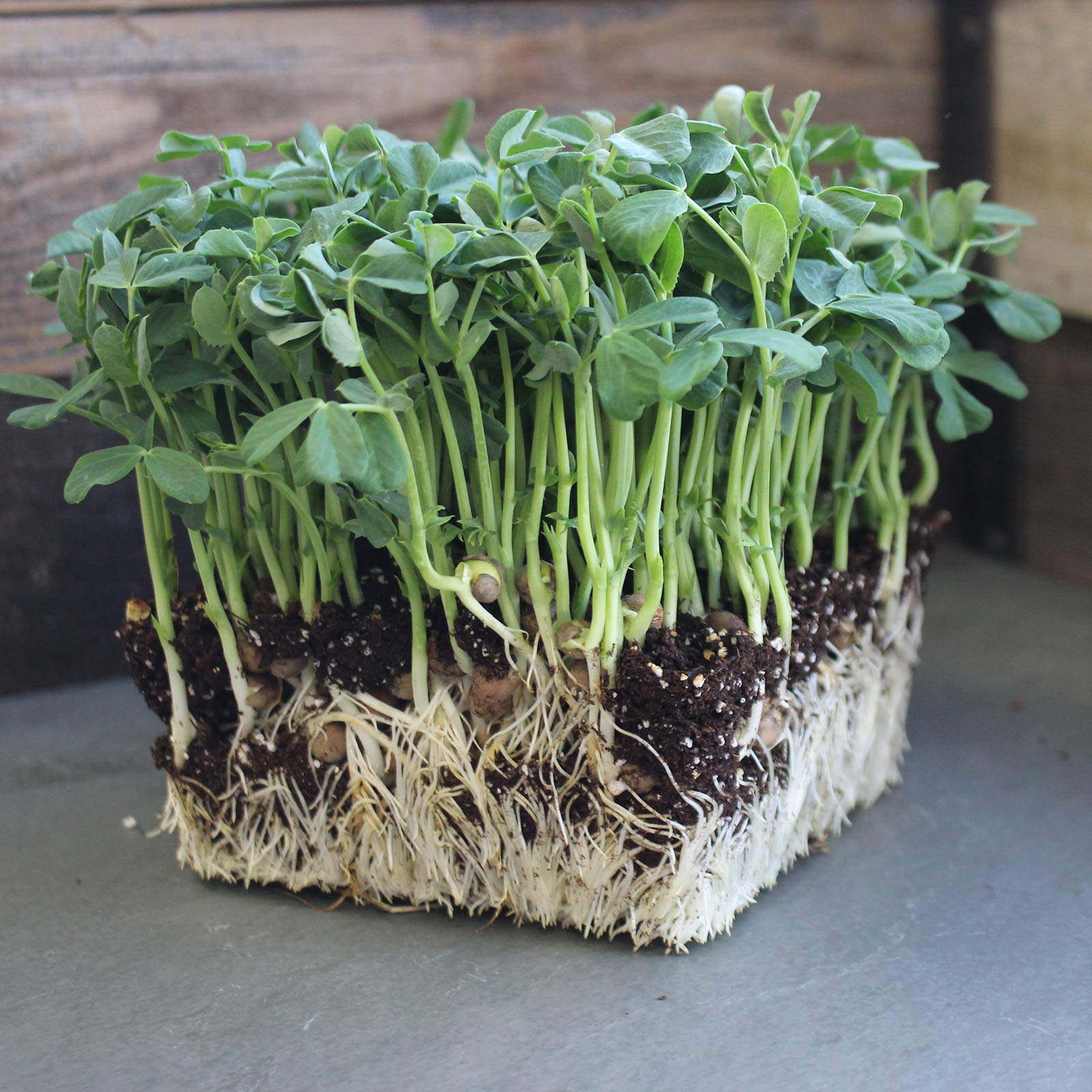 Mountain Valley Speckled Pea Sprouting Seeds harvested sprouts showing fresh flavor