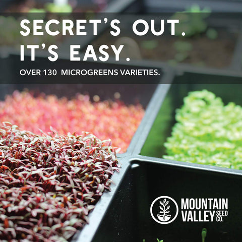 Mountain Valley Speckled Pea Sprouting Seeds microgreen tray ready for growth