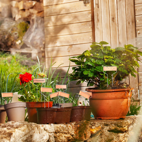 Moxweyeni 10-inch stakes provide visible labeling in the garden.