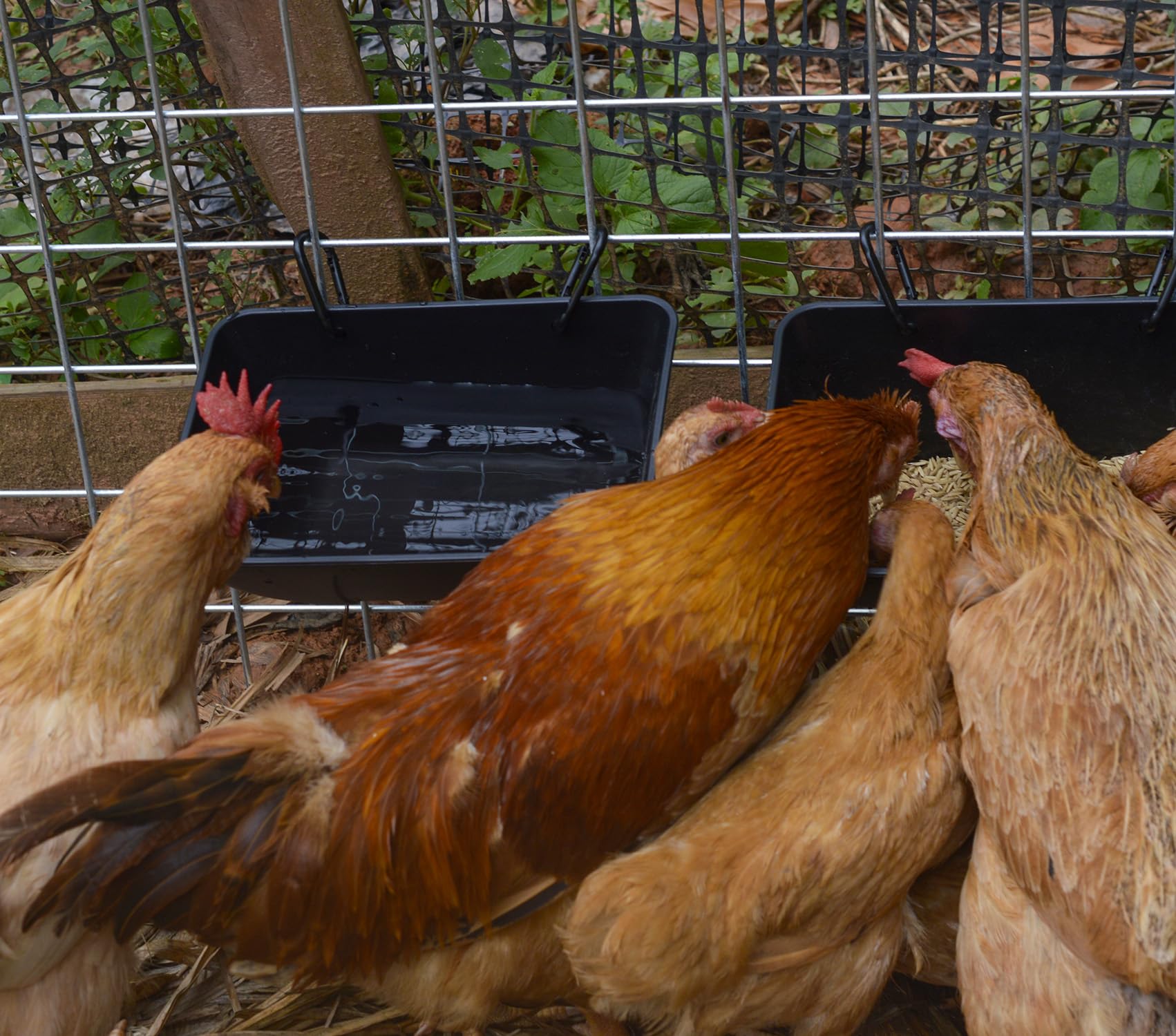 Mozoba chicken feeder trough close-up showing durable PP plastic