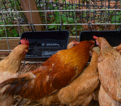 Mozoba chicken feeder trough close-up showing durable PP plastic