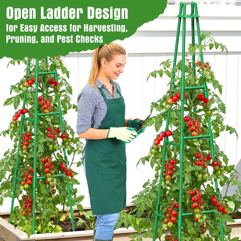 MQHUAYU open ladder design eases harvest and pruning