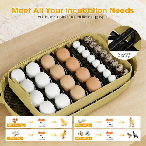 MQUPIN egg-candler with 360° visibility for quick embryo checks.