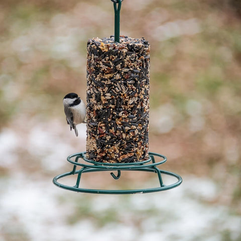 Mr. Bird EZ Feeder with bottom hook demonstrates linking multiple feeders for a larger feeding setup.