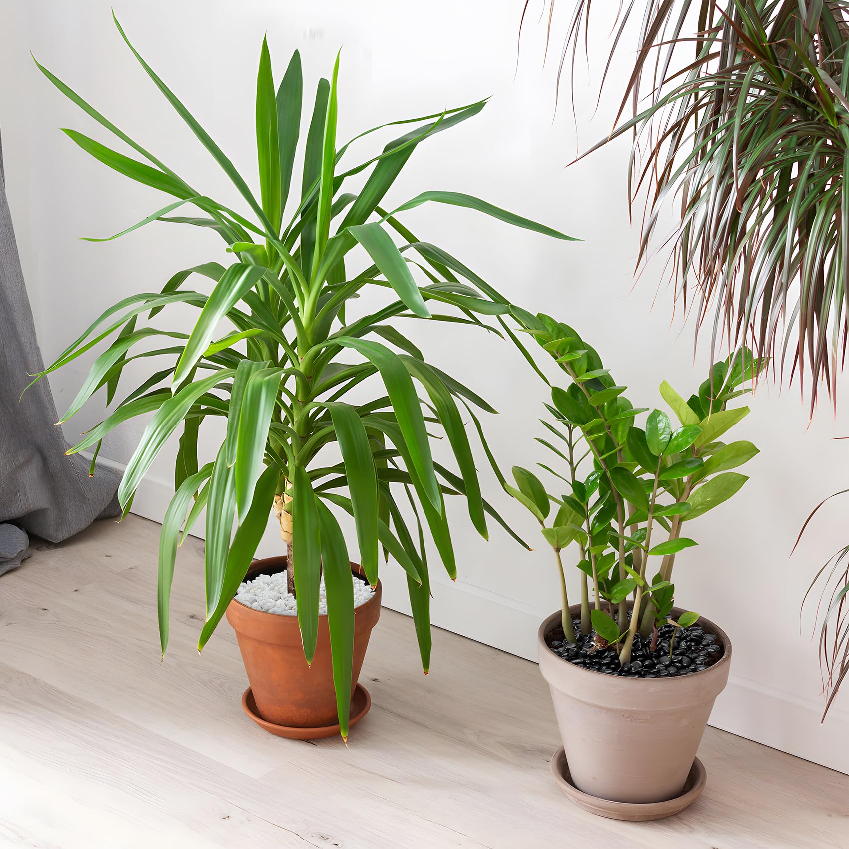 Mr. Fireglass pebbles for indoor plants top dress keep soil surface tidy.