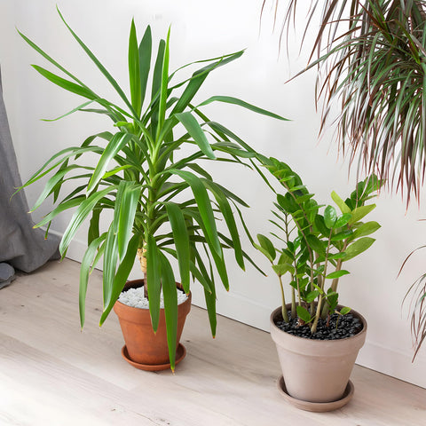 Mr. Fireglass pebbles for indoor plants top dress keep soil surface tidy.