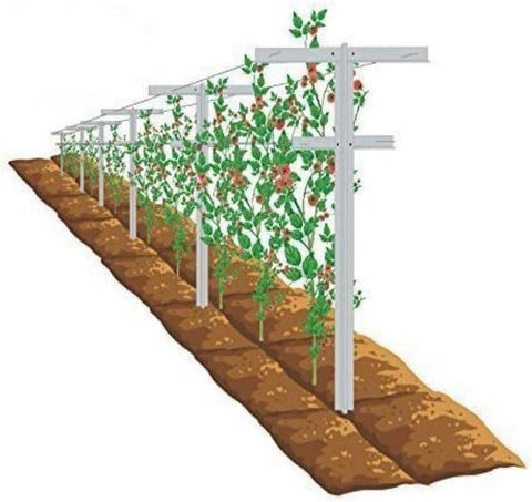 MRGARDEN 7ft adjustable trellis set supports raspberry vines