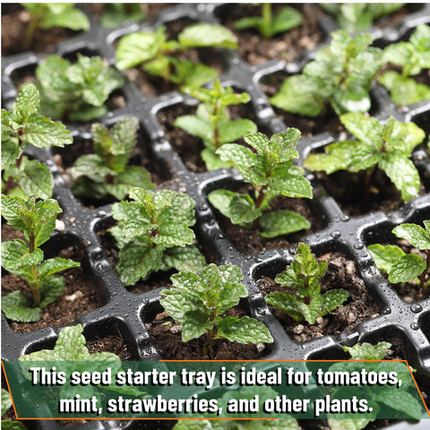 Clear visibility helps monitor germination without disturbing seedlings.