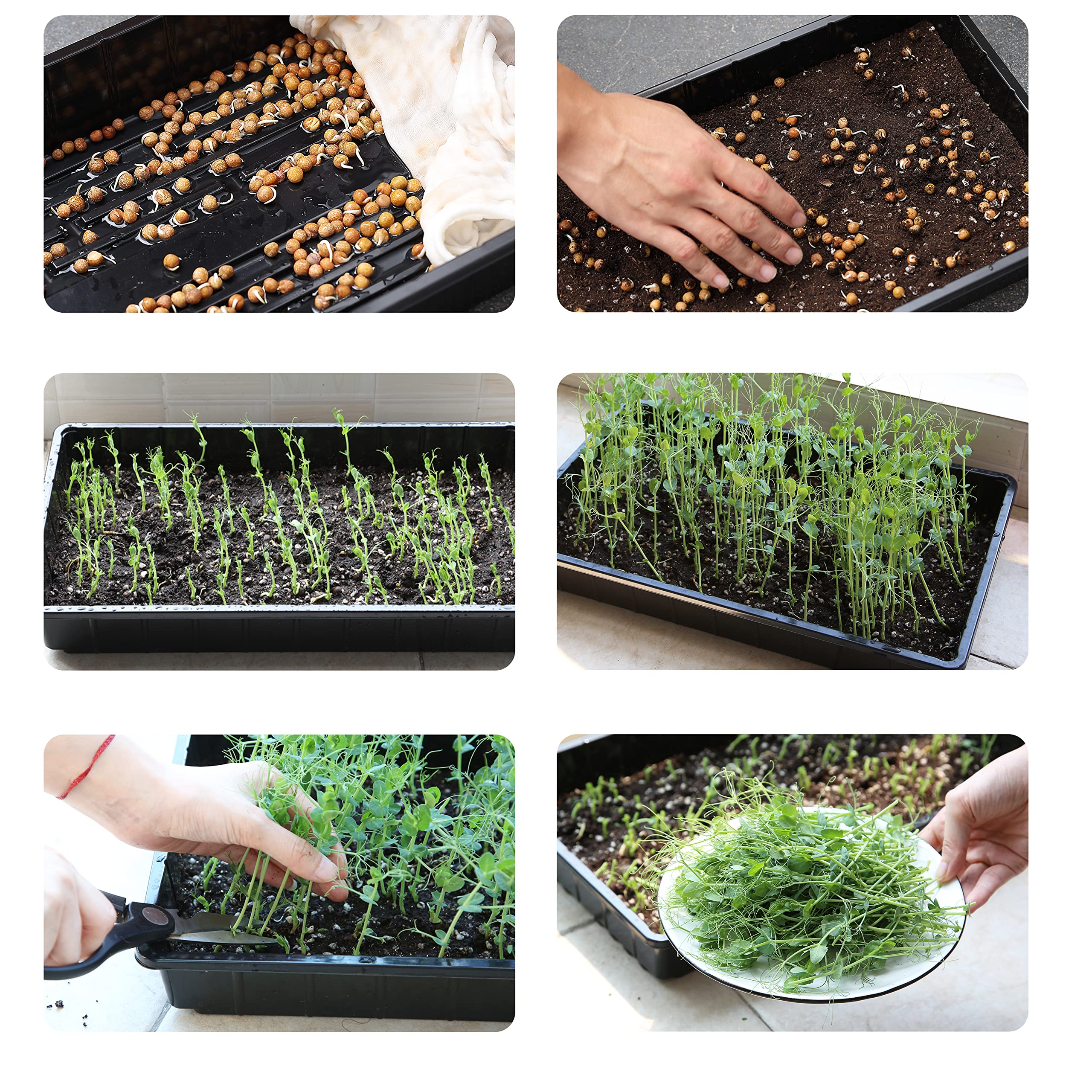 Mr. Pen microgreens growing trays supporting compact harvests.