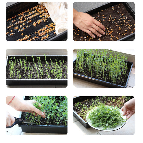 Mr. Pen microgreens growing trays supporting compact harvests.