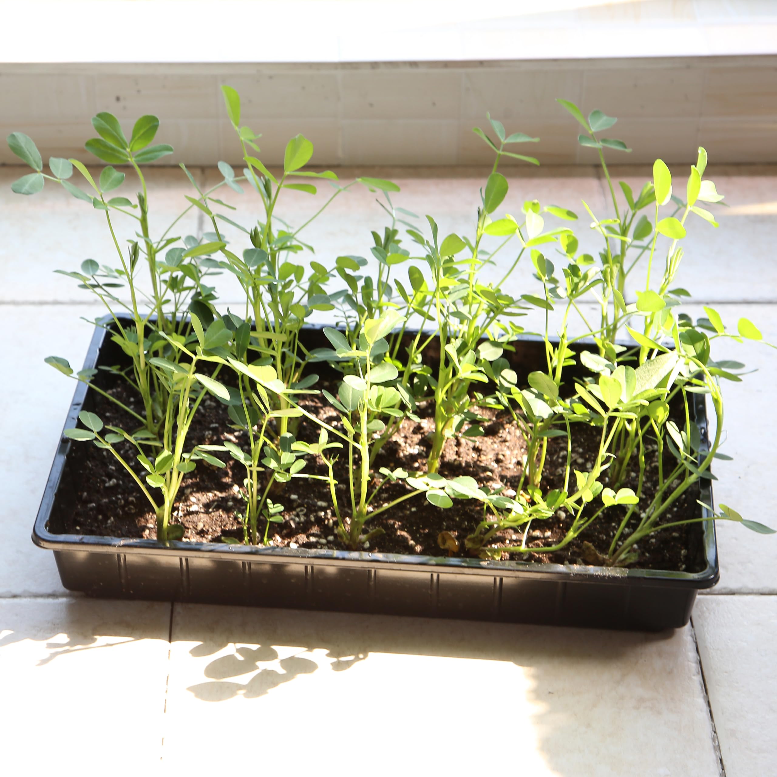 Mr. Pen raised-edge trays help keep the workspace neat during potting.