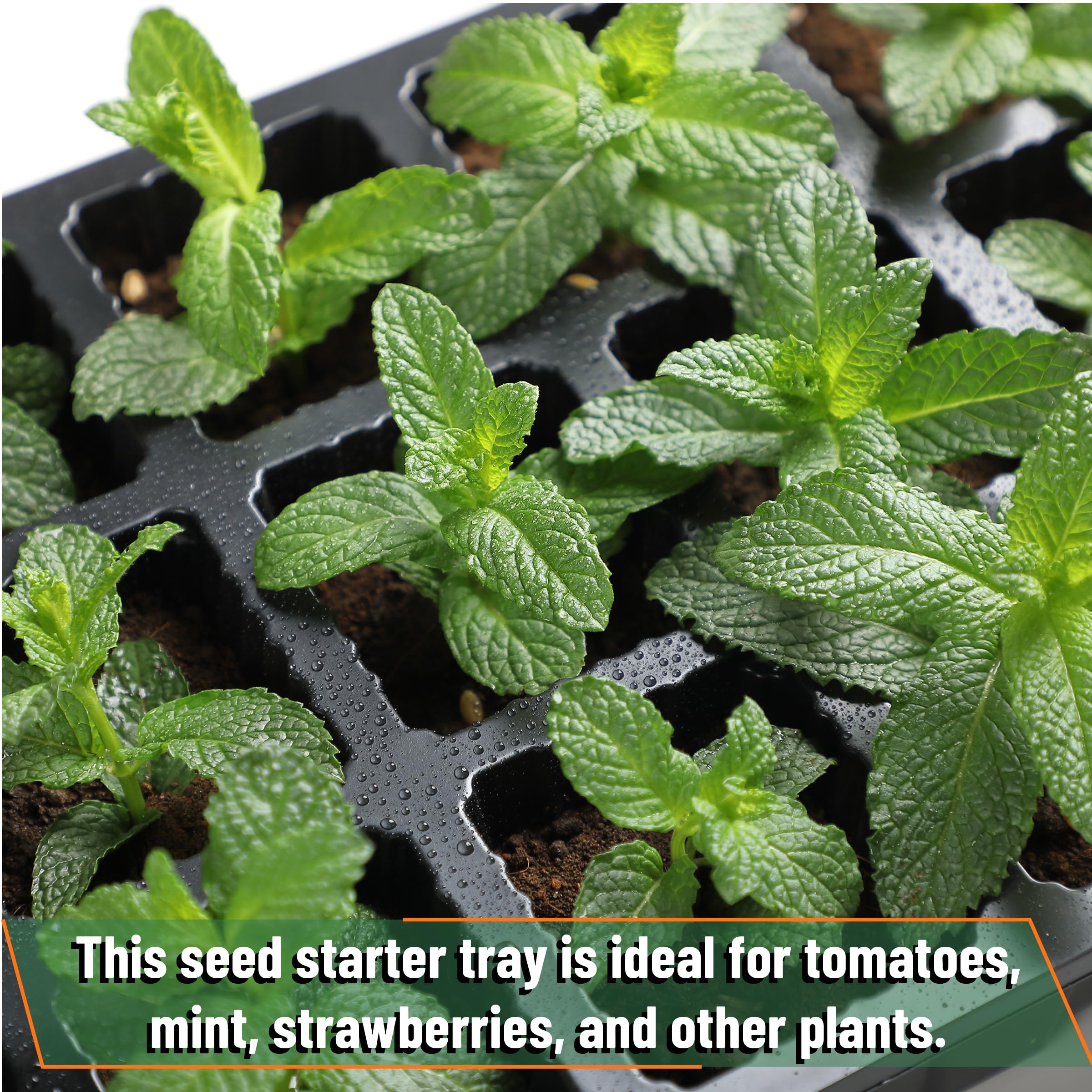 Shovel and scoop included to ease soil filling and transplanting
