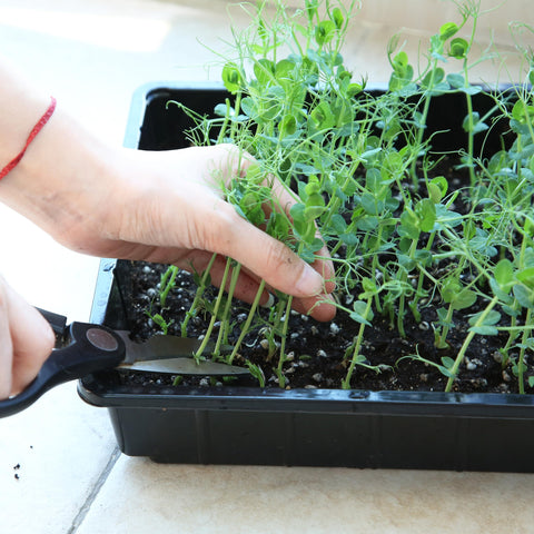 Mr. Pen trays versatile for germination, sprouts, and microgreens at home.