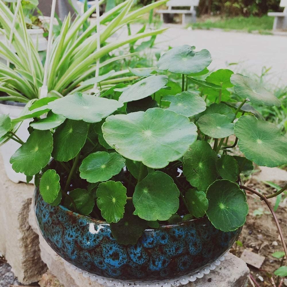 Mrxxjz lotus-inspired bowl for indoor/outdoor use, elevating garden ambiance.