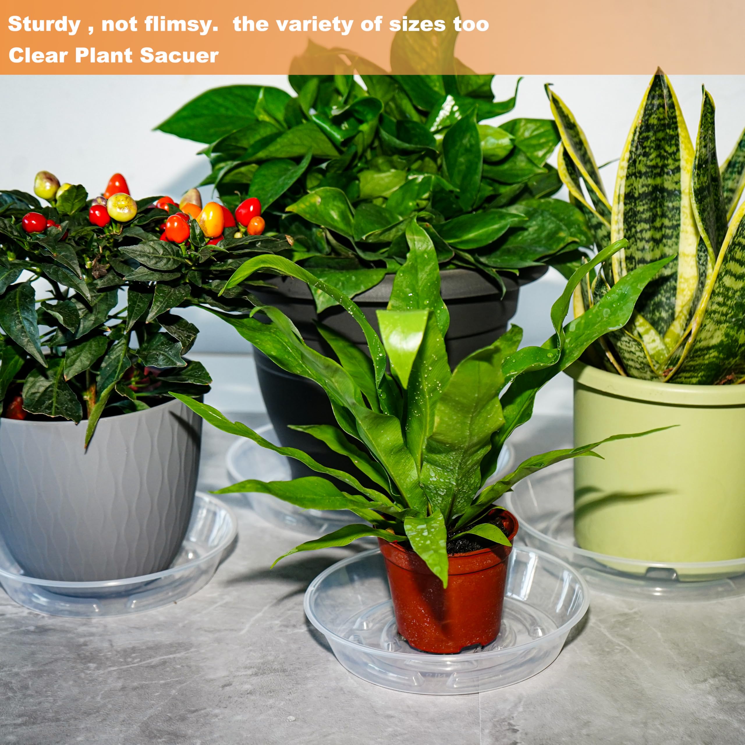 MSKIAUO clear plant coaster doubles as humidity tray or growing tray.