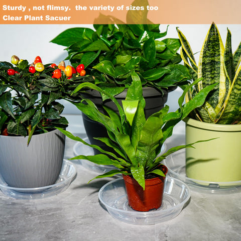 MSKIAUO clear plant coaster doubles as humidity tray or growing tray.