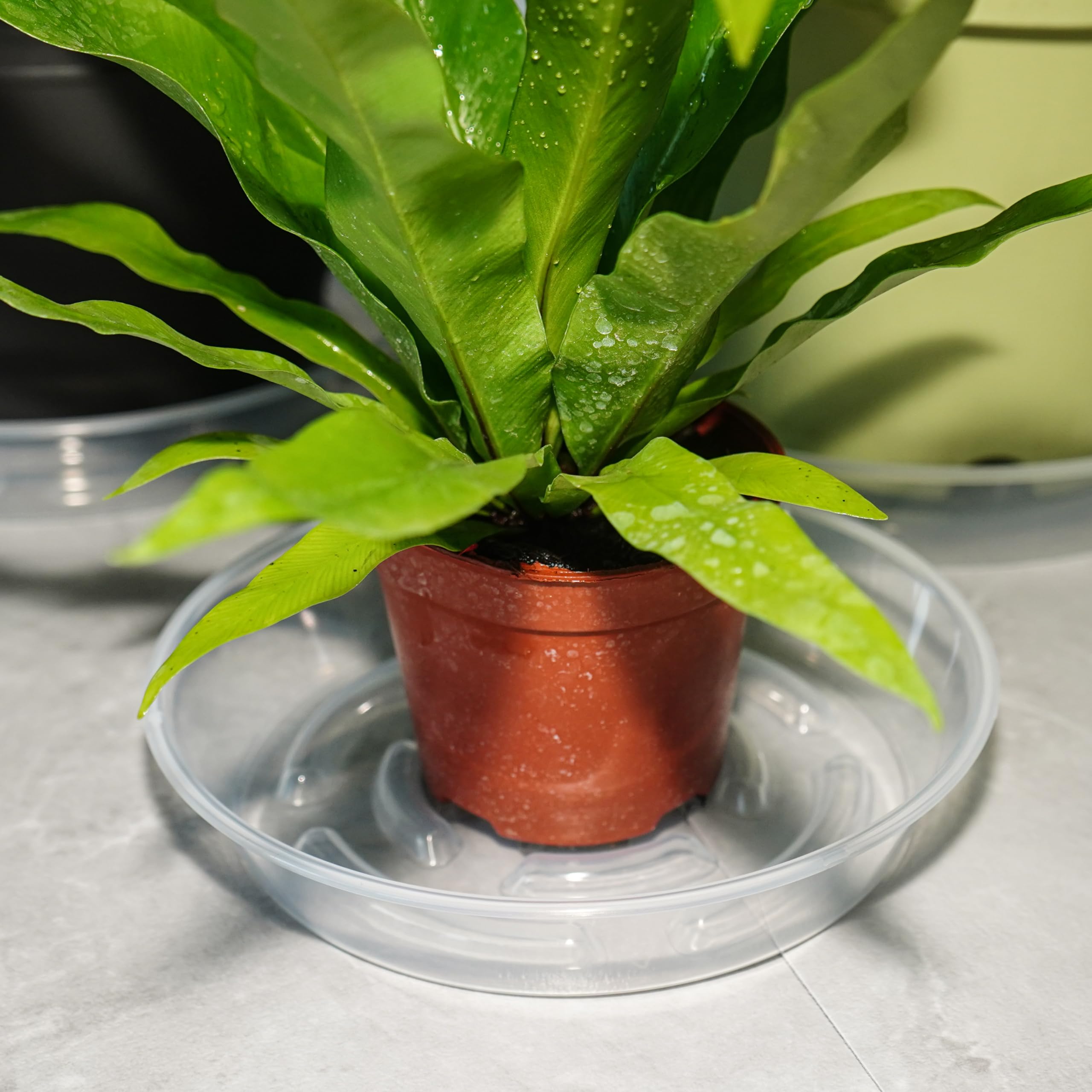MSKIAUO indoor-outdoor tray protects floors, catches excess water.