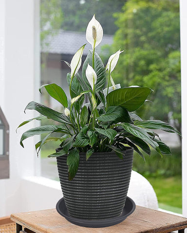 MSKIAUO inner diameter 9.1-inch detail for standard pots.