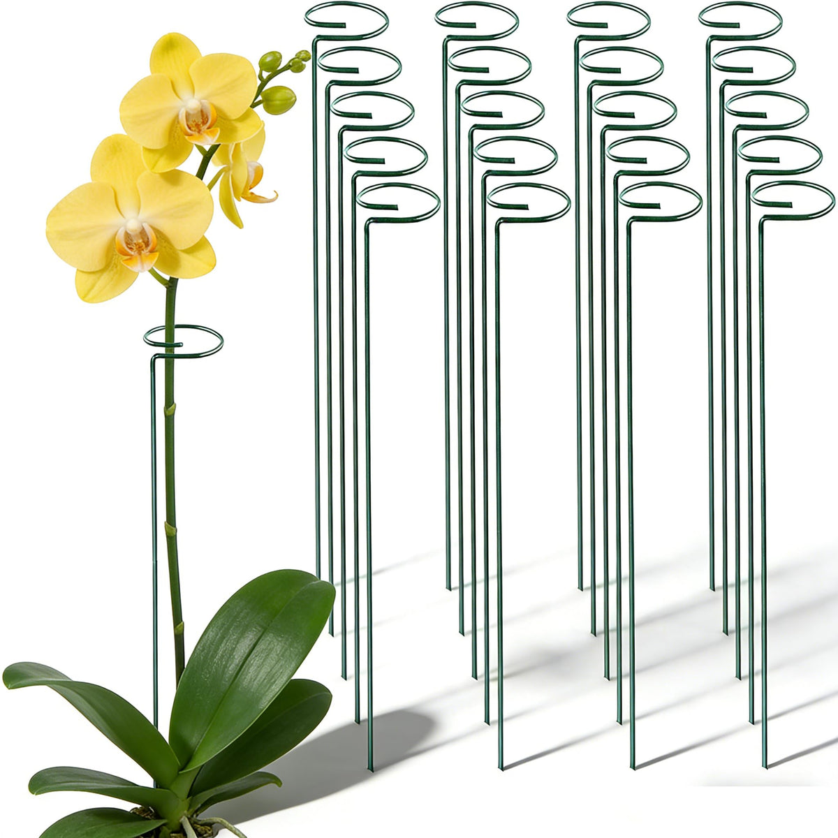 MTB Supply 24-inch green single stem plant stake supports tall blooms.