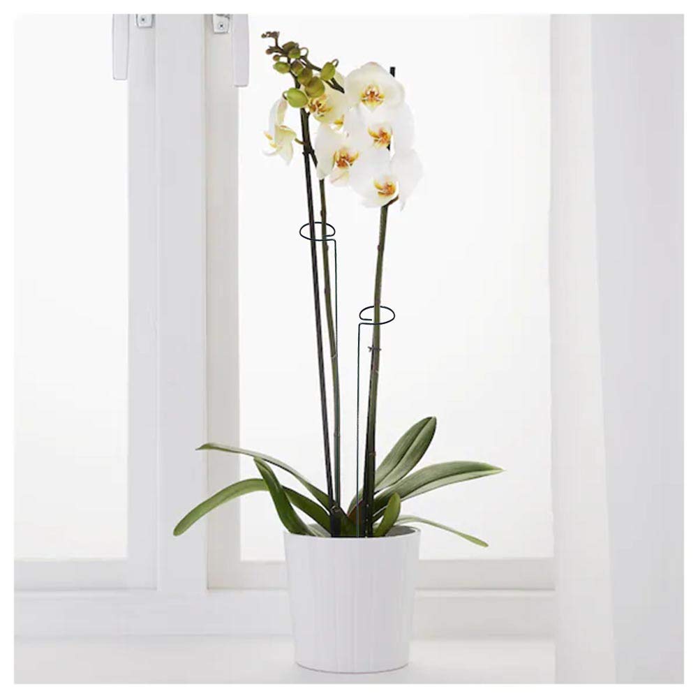 MTB Supply 24-inch stake keeps narcissus upright.