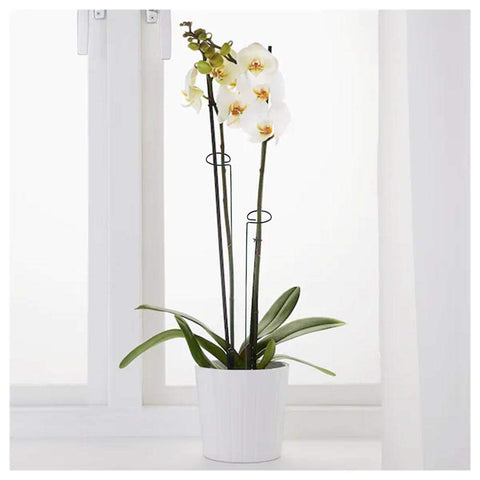MTB Supply 24-inch stake keeps narcissus upright.