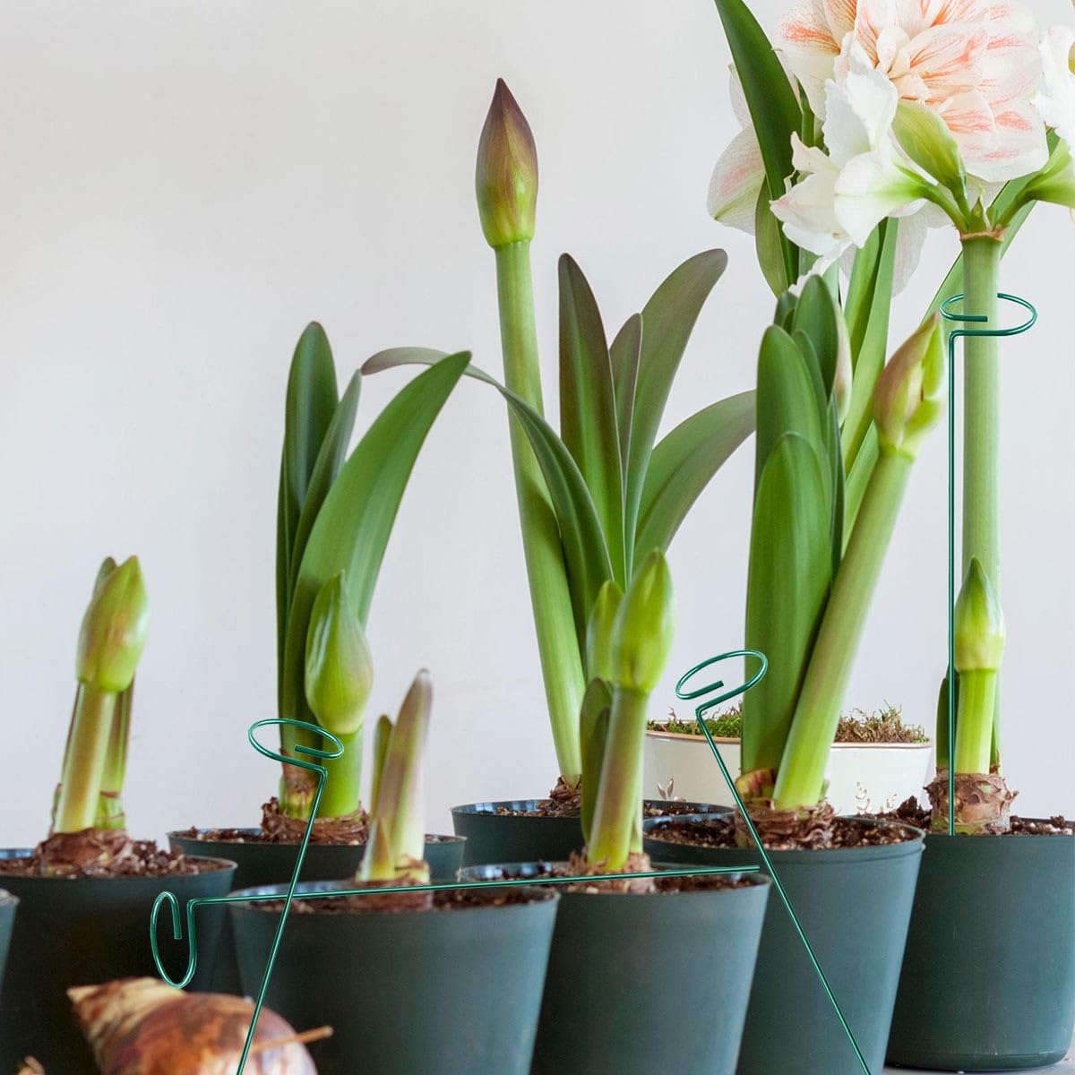 MTB Supply green stake keeps amaryllis stems stable.
