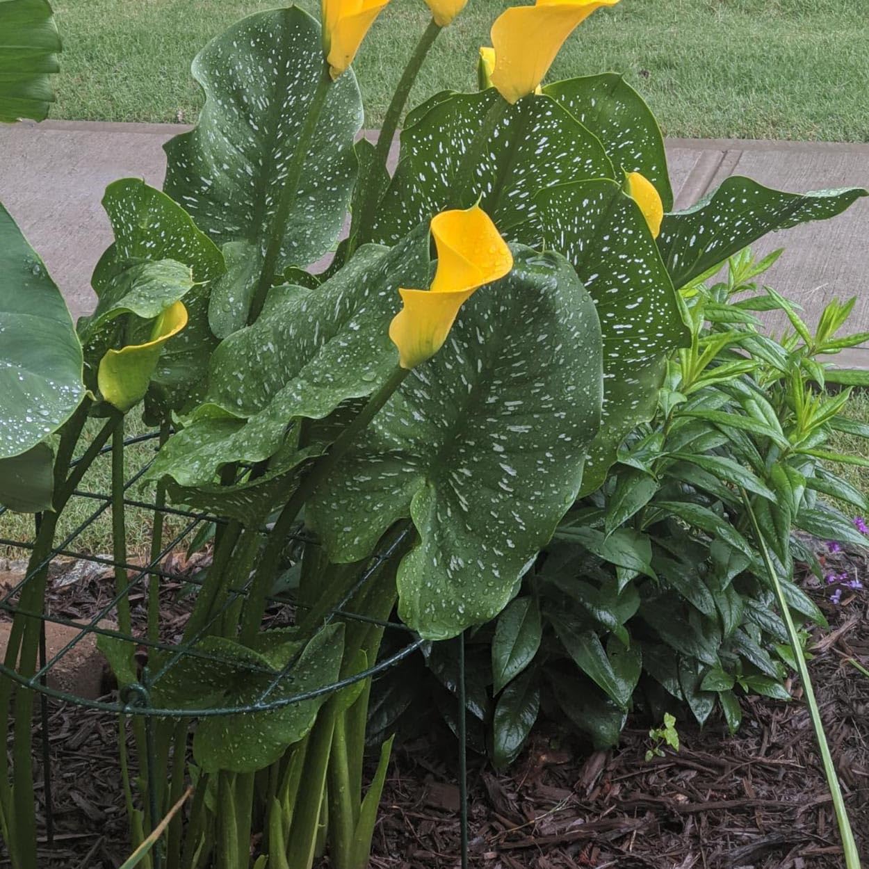 MTB Supply tall plants with heavy blossoms stay upright with hoops.