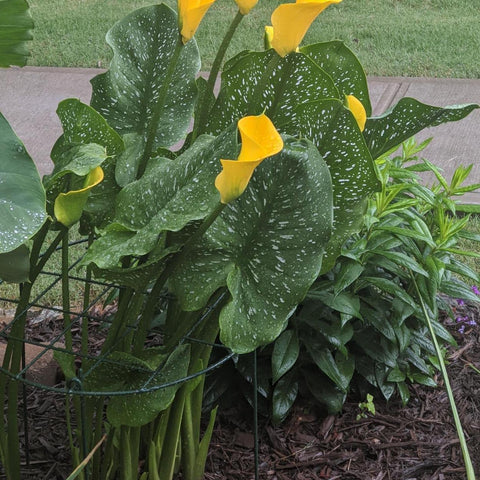 MTB Supply tall plants with heavy blossoms stay upright with hoops.