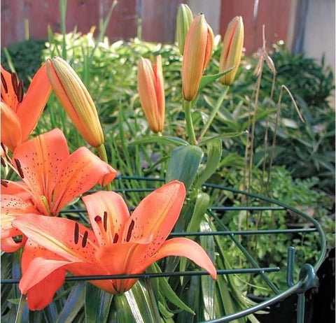MTB Garden 16-inch legs provide stable support along borders