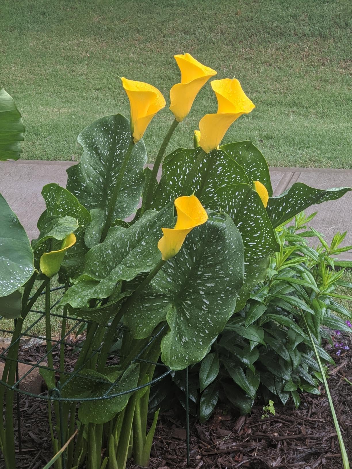 MTB Garden five-pack keeps multiple blooms neat and upright