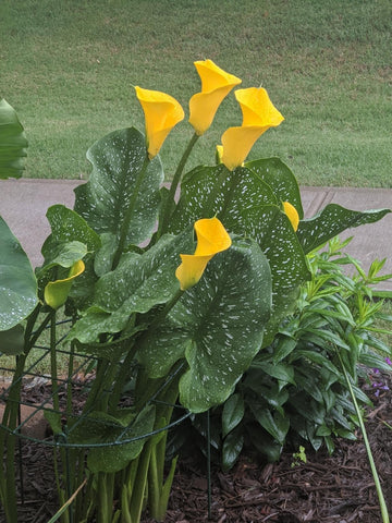 MTB Garden five-pack keeps multiple blooms neat and upright