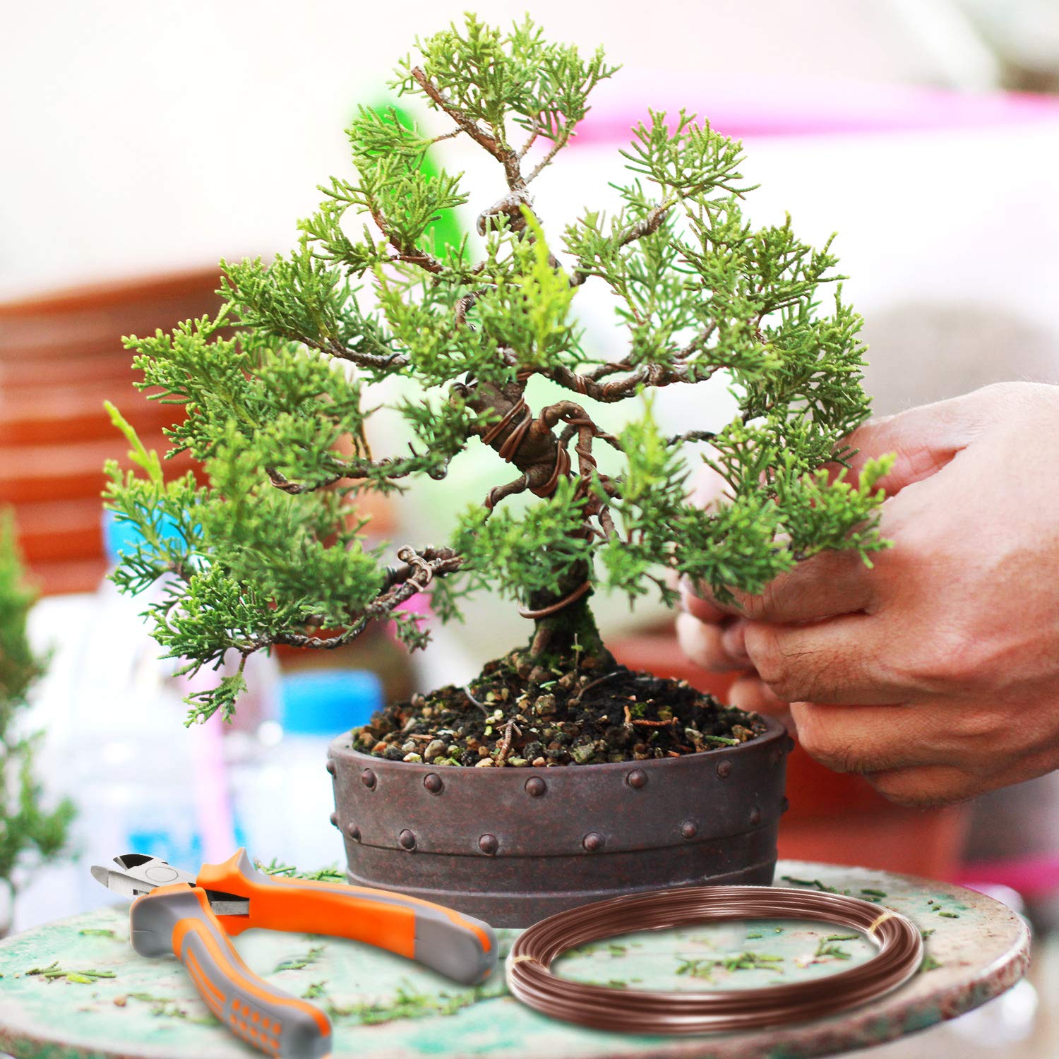 Mudder bonsai training scene with wires shaping a small tree