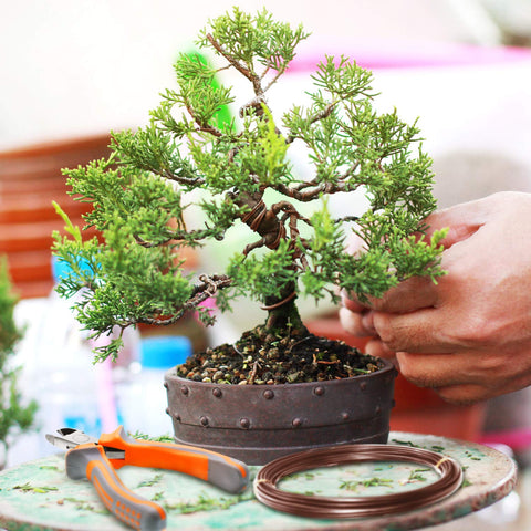 Mudder bonsai training scene with wires shaping a small tree