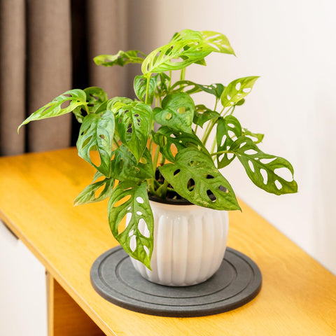 MUDEELA decorative natural appearance on plant saucer for interiors