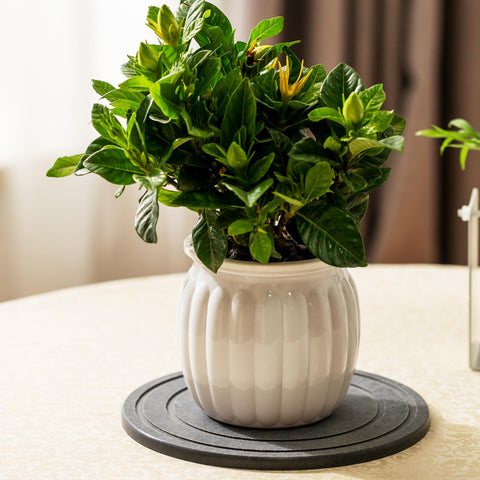 MUDEELA multi-use plant saucer for office and kitchen organization
