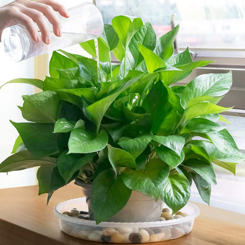 MUDEELA waterproof indoors saucer protects floors from water damage.