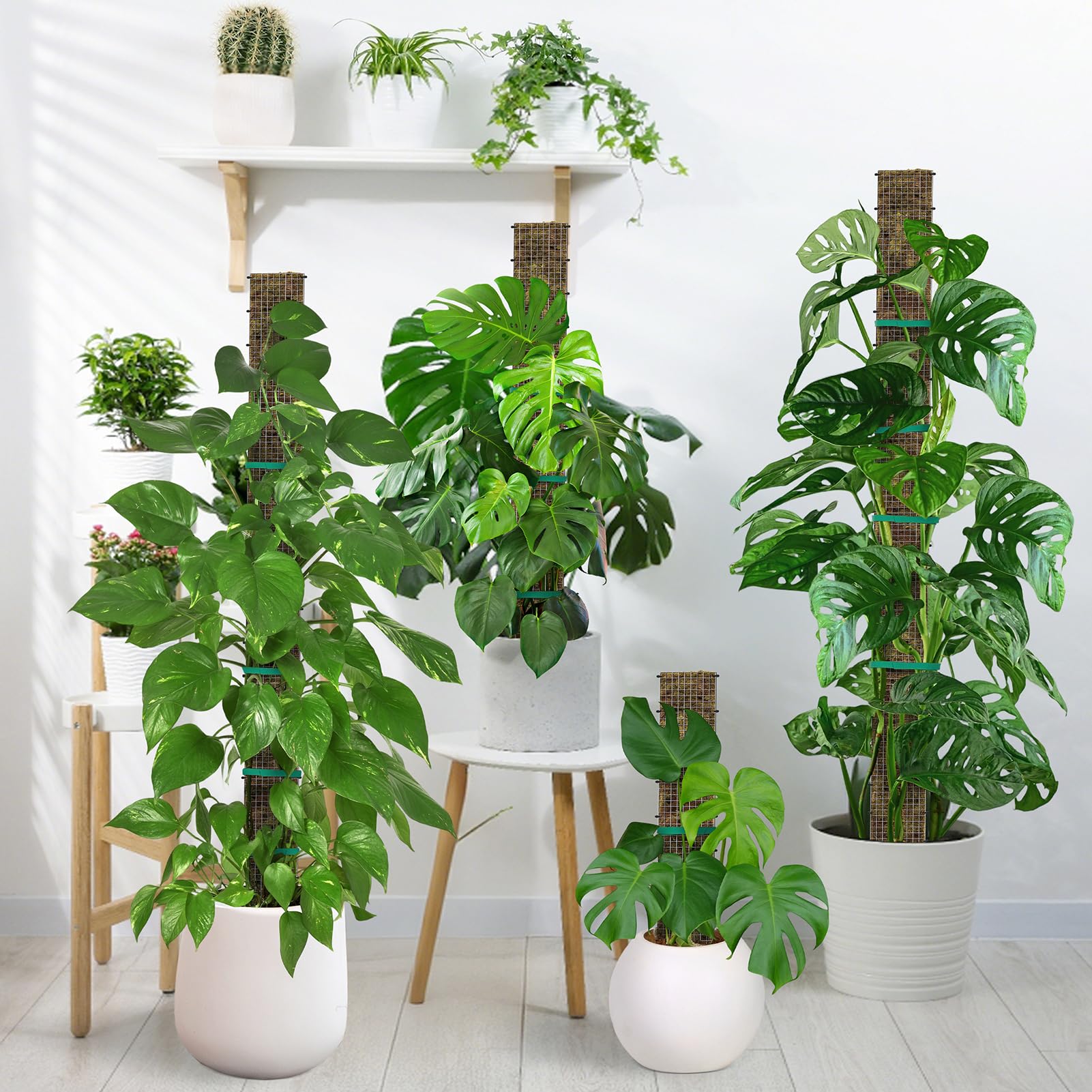 MUDEREK 40-inch D-shaped moss pole helps vines climb toward light