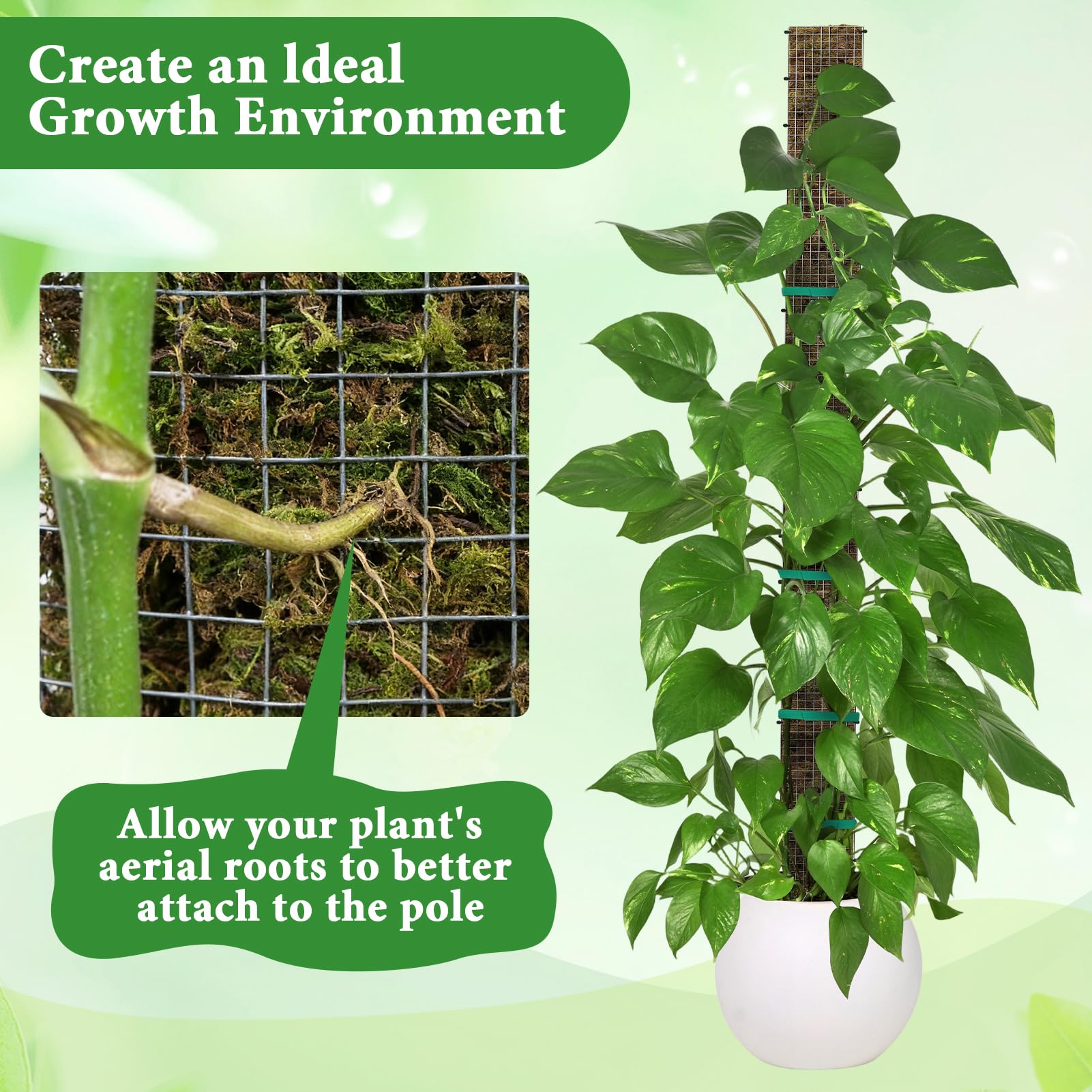 MUDEREK climbing plants using moss pole to reach sunlight