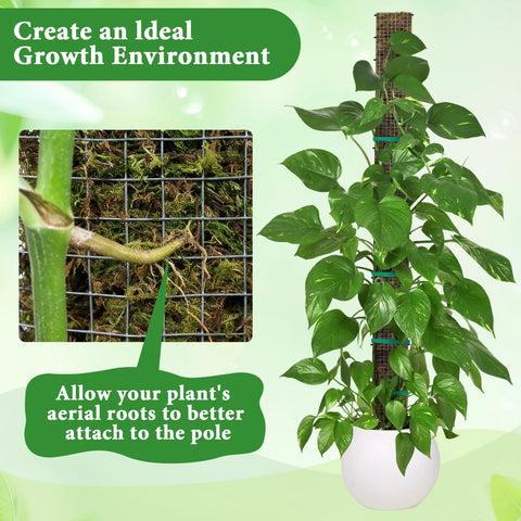 MUDEREK climbing plants using moss pole to reach sunlight