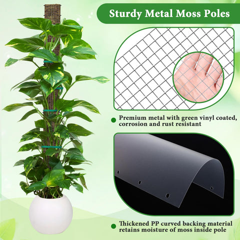 MUDEREK aerial roots attach easily to moss pole surface