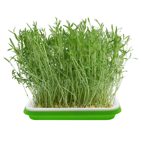 MUDUOBAN versatile seed tray supports beans, peas, alfalfa.
