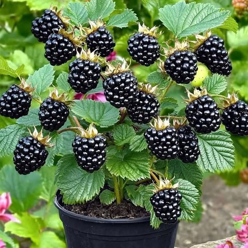 Mulberry Seeds 20Pcs Pack: ready-to-plant packaging for a home orchard.