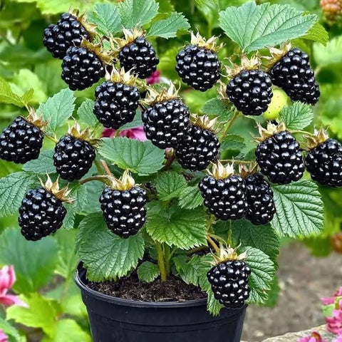 Mulberry Seeds 20Pcs Pack: ready-to-plant packaging for a home orchard.