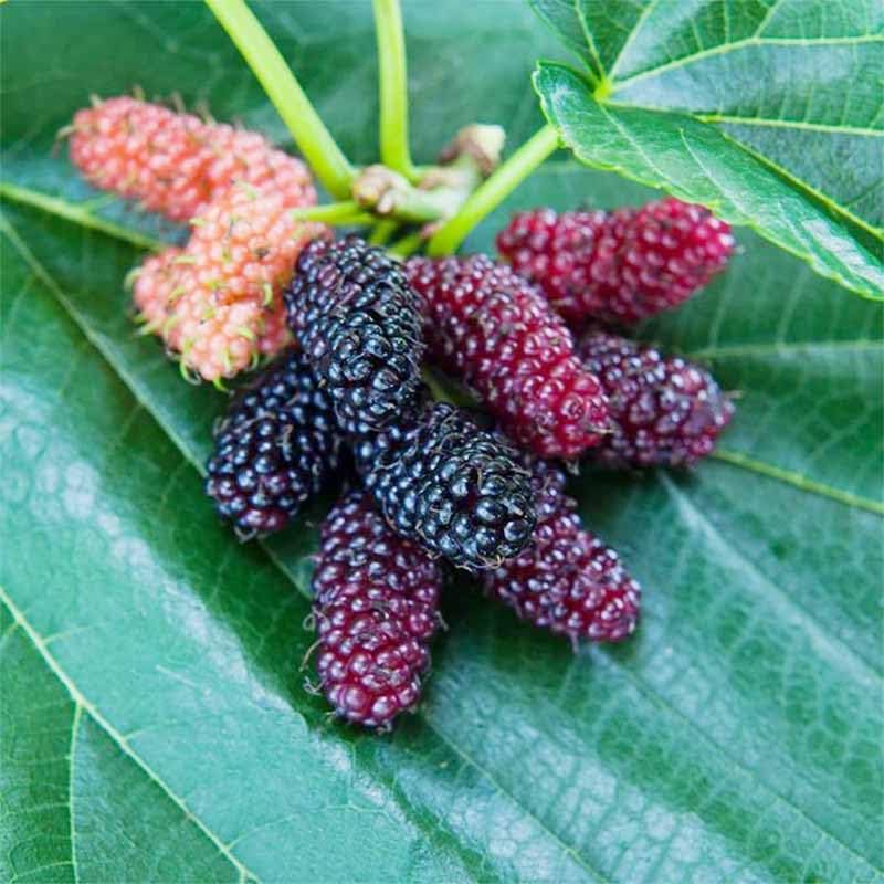 Mulberry Seeds fruit-ready tree producing fresh berries for desserts.