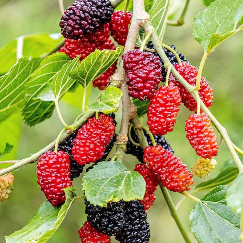Mulberry Seeds sowing in soil shows beginners how to start trees.