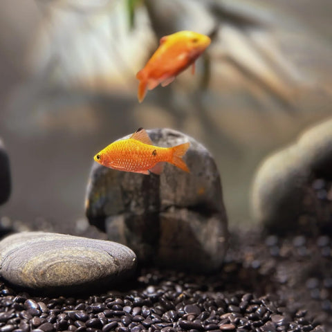 Mulctun stones brighten pots with a polished, modern look.