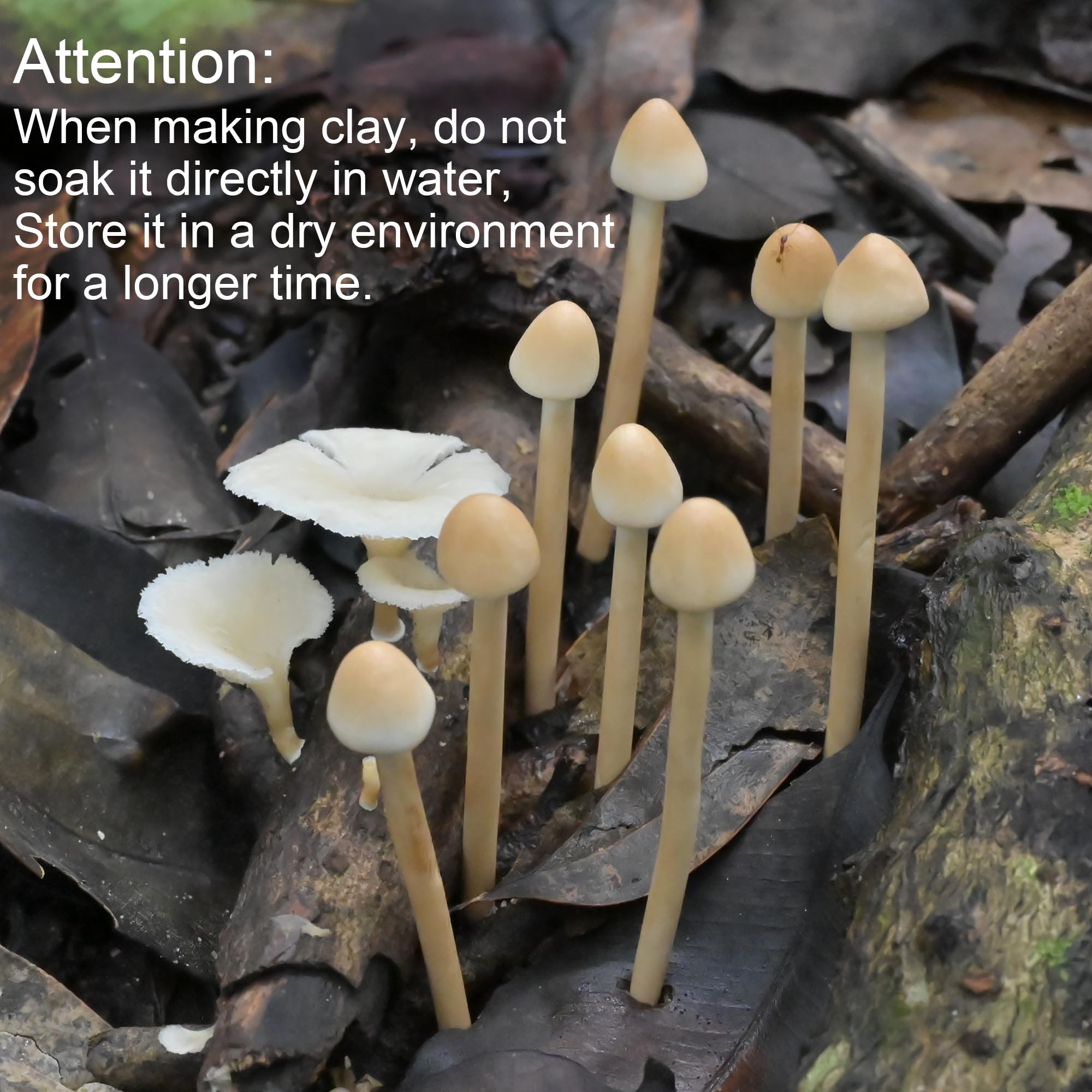 Mumutie mini mushrooms serve as charming photography props.
